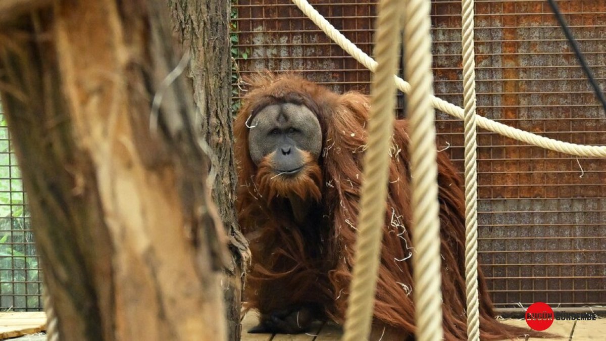 Sumatra'da Yıkım: Doğa Felaketi Nadir Orangutanların Canını Aldı! Canlıların Yüzde 7'si Kayıp!
