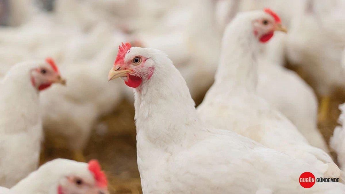 Beyaz Et Sektöründe Büyük Operasyon: 29 Kişi Serbest Kaldı Ama Soruşturma Devam Ediyor!
