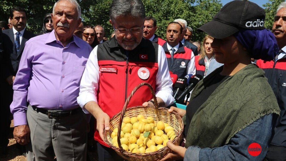 Malatya Kayısısı Yeniden Zirvede! Geçen Yılın Kabusu Bitti, Bu Yıl Rekolte Sevinci Yaşanıyor