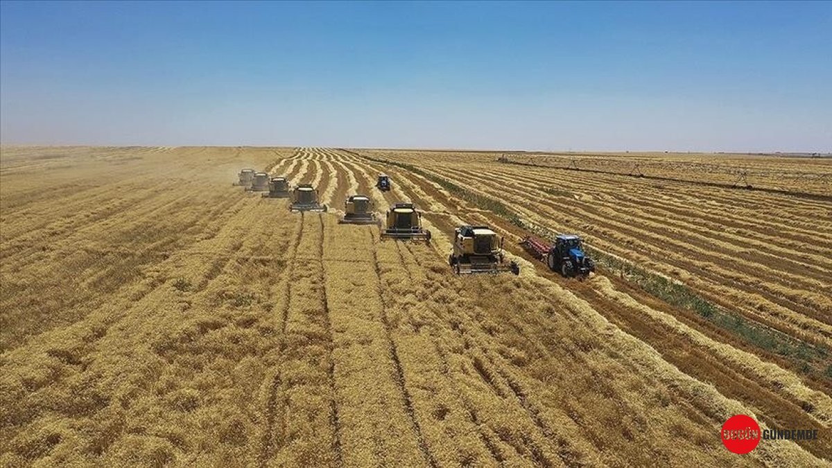 Ziraat Uzmanlarından Stratejik Hamle: Hasat Sonrası Boş Kalan Topraklara Yem Bitkileriyle 'Çifte Verim' Vurgusu!