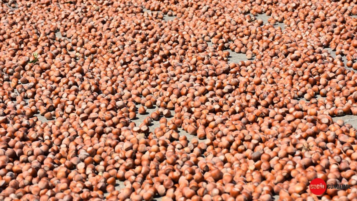 TMO'dan Fındık Üreticisine Kritik Uyarı: Geçen Yılın Mahsulü Çöp Oluyor!