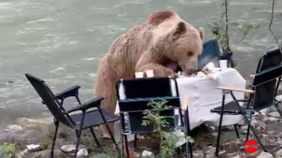 Munzur'un Kalbinde Piknik Keyfi Kaçtı: 'Davetsiz' Misafir Sofra Kurdu!